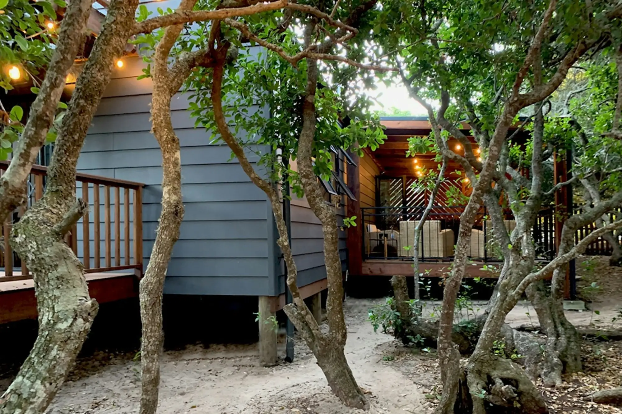 The timber cabin seen through gnarled milkwood trunks, warm lights along the deck