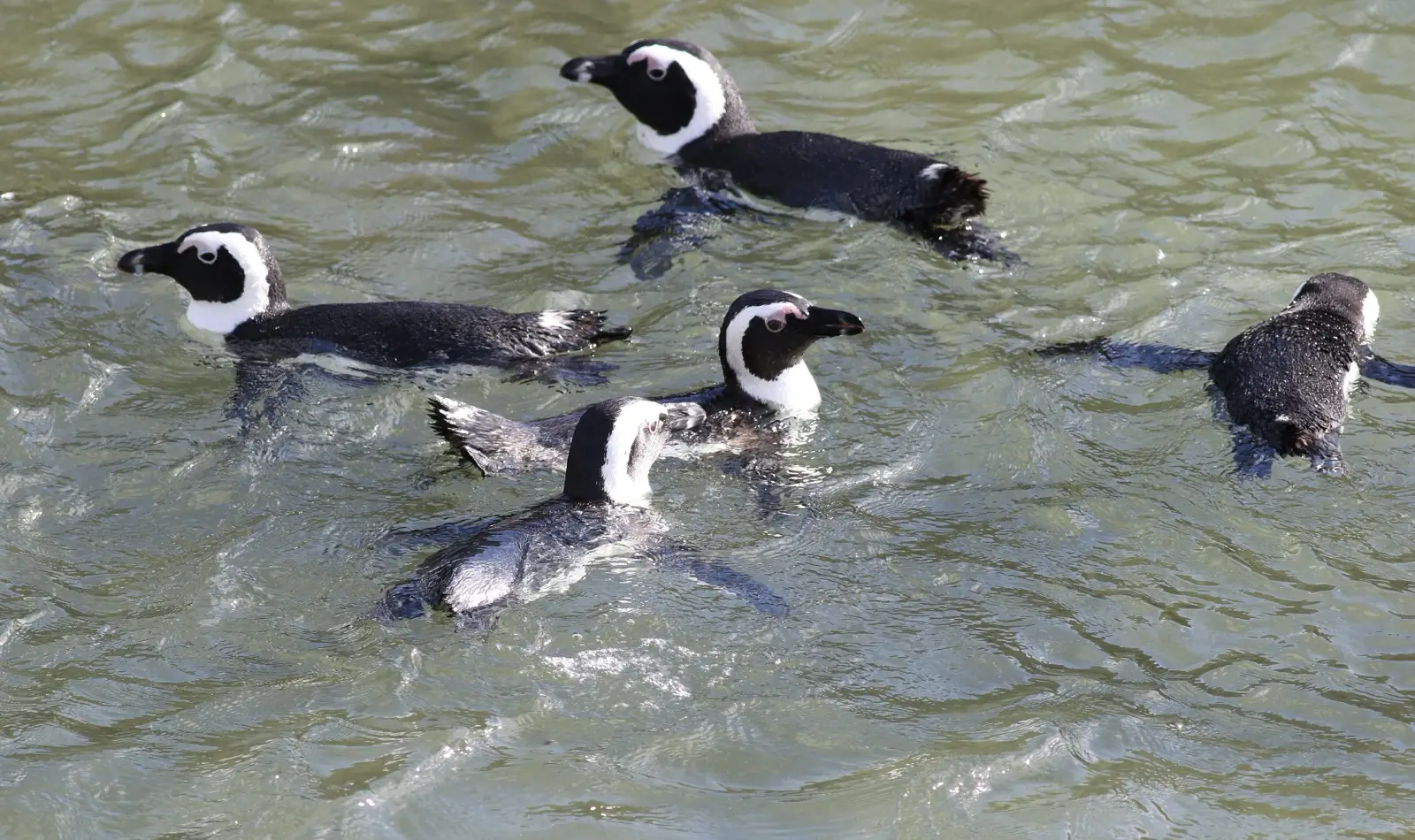 African penguins swimming in the shallows