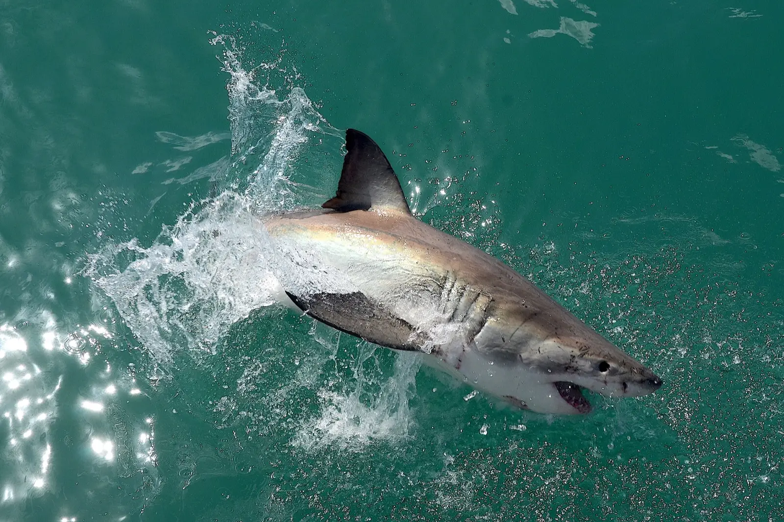 A great white shark just under the surface off Gansbaai