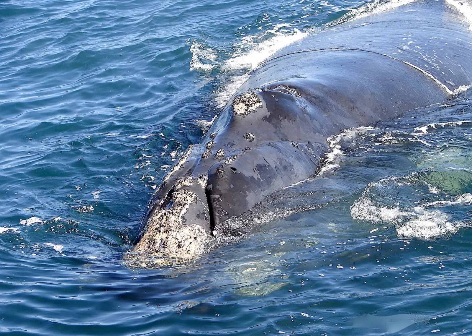 A southern right whale surfacing close to the boat in Walker Bay
