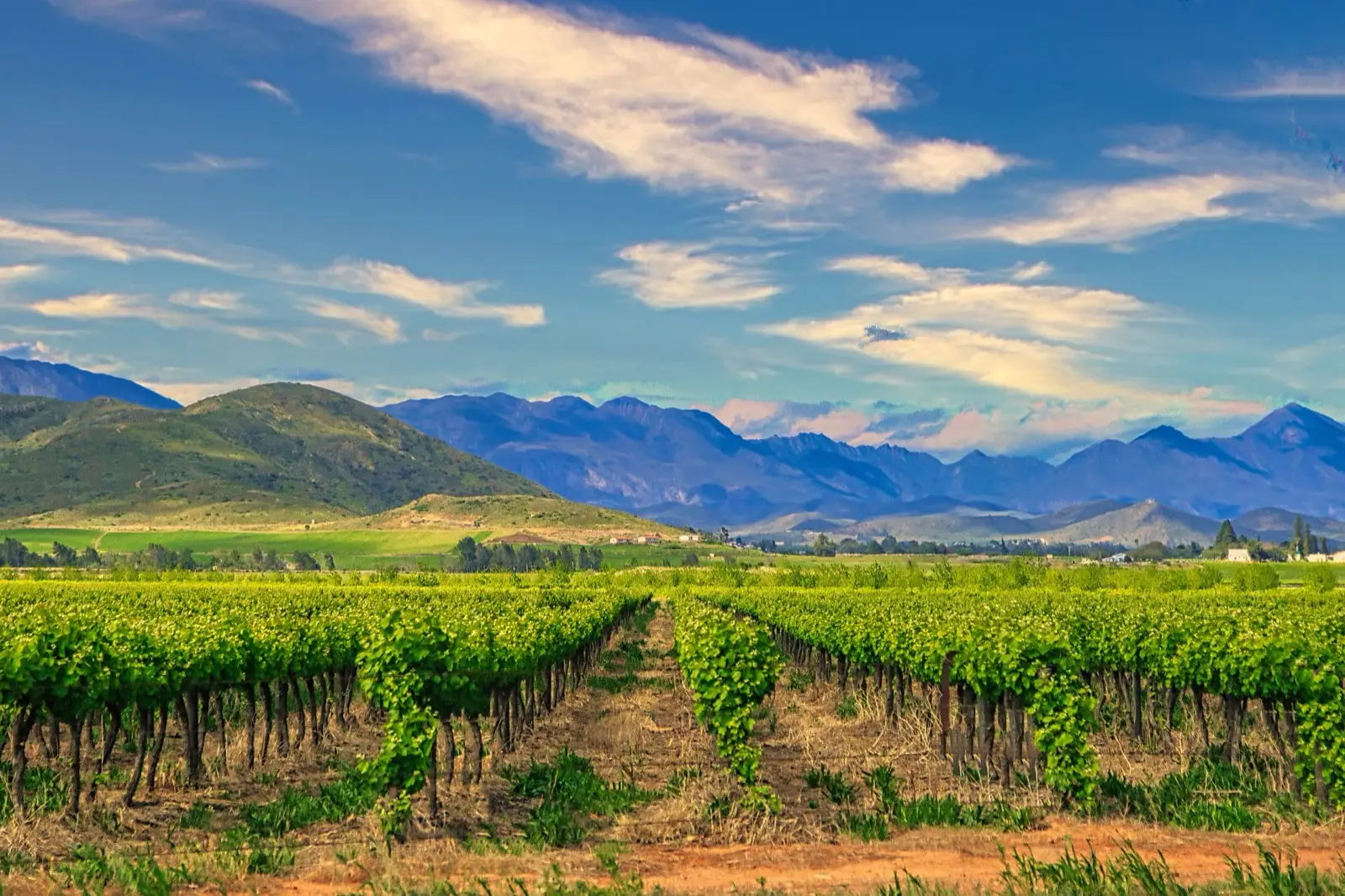 Overberg vineyards with the mountains beyond